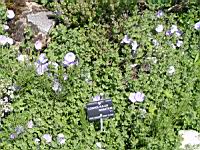 Convolvulus Sabatius (fam. Convolvulacees)(Europe meridionale, Afrique du nord) (01) (Photo F. Mrugala)